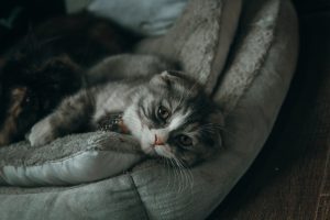 alergiczne pchle zapalenie skóry u kota