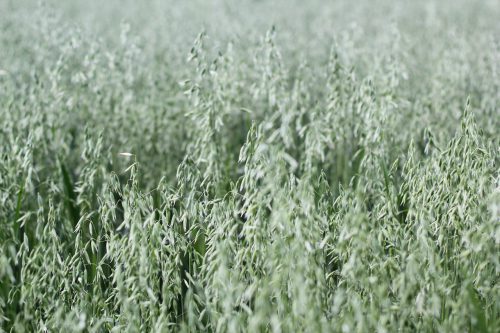 Kiedy pylą trawy? – ważne informacje dla alergików