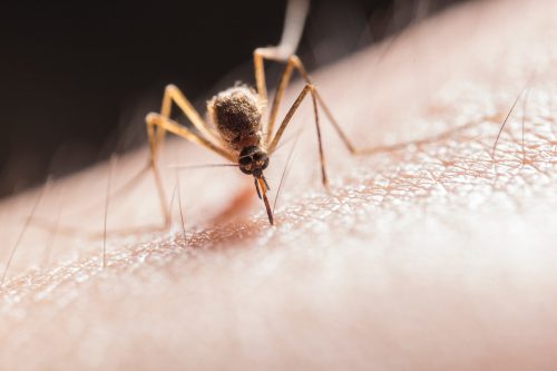 Jak złagodzić uczulenie na komary?